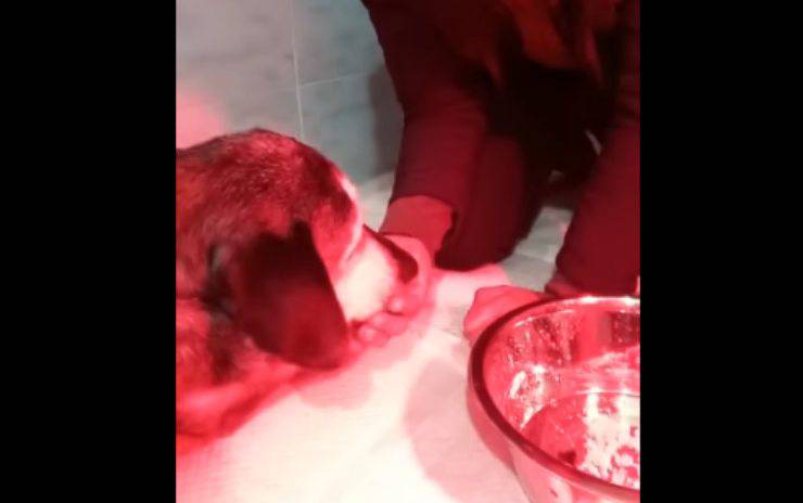 La cagnolina rifocillata (Foto video)