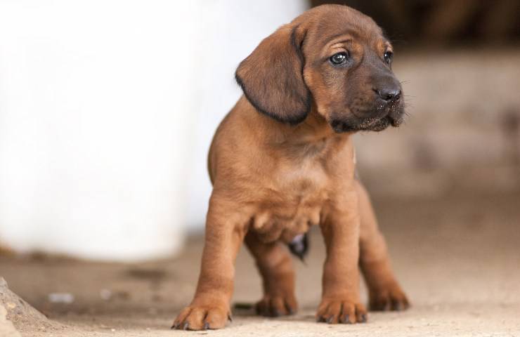 cane di sant'Uberto cucciolo