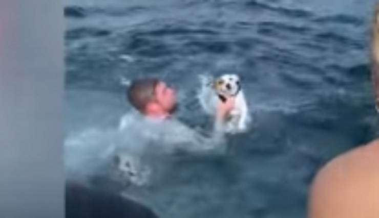 cane nel mare (Foto video)