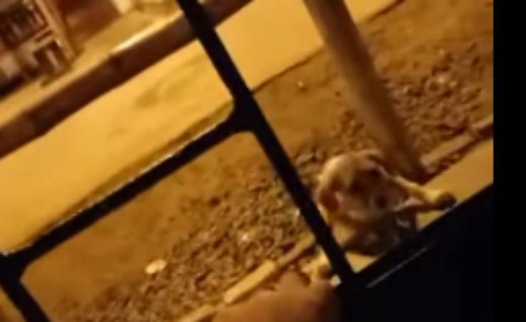 Cane in primo piano (Foto video)