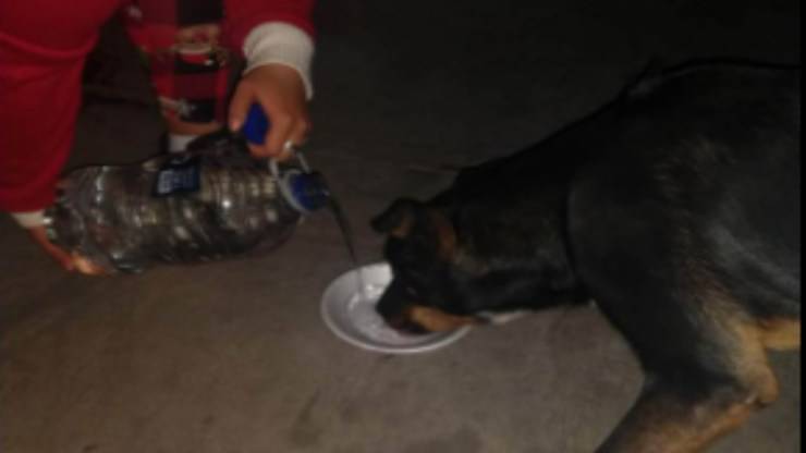 El perro recibe comida del voluntario (foto de Facebook)