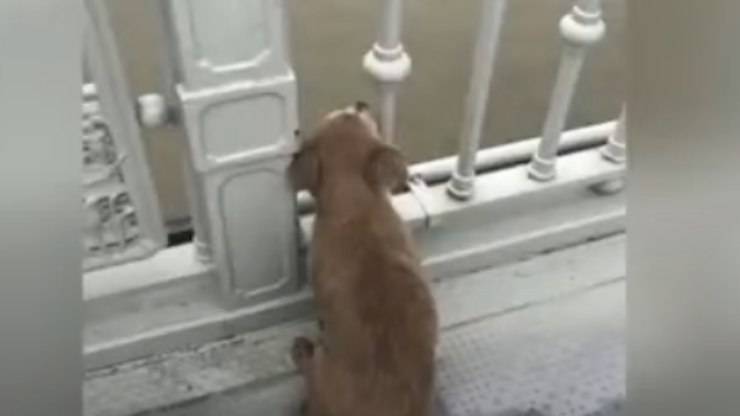 Cane che guarda il ponte (Foto video)