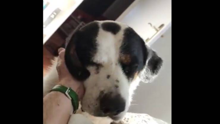 Il cane consolato (Foto video)