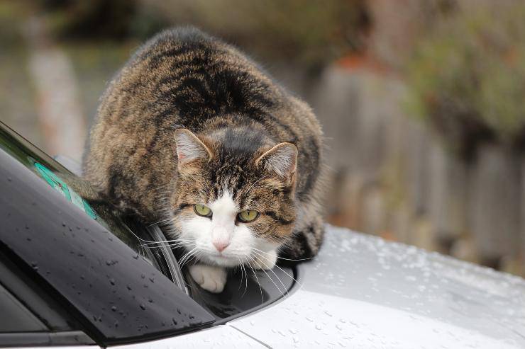 Come allontanare il felino dall'auto