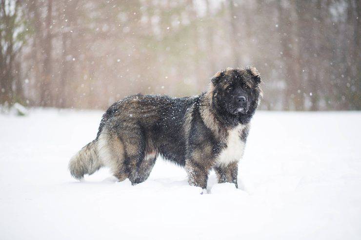 Cane nella neve