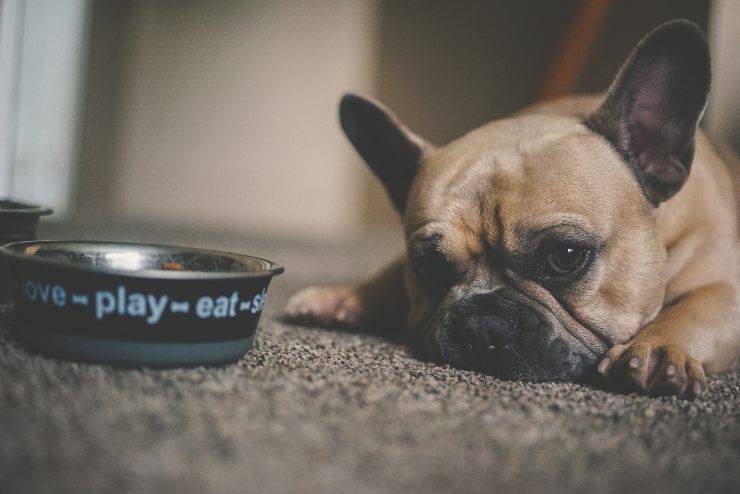 Il cane può mangiare il porro