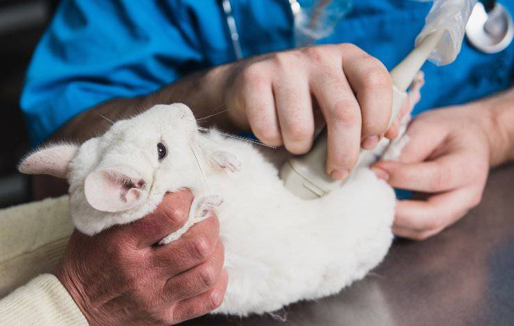 chinchilla en el veterinario