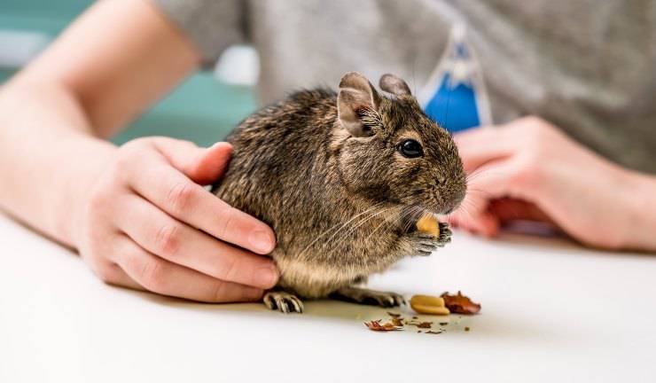 degu