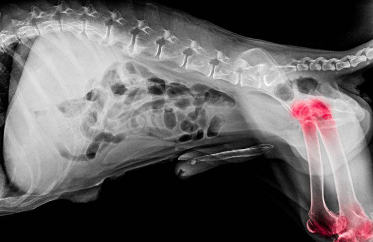 radiografia cane