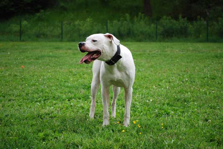 Fido nel suo giardino