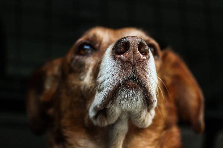 Il comportamento del cane