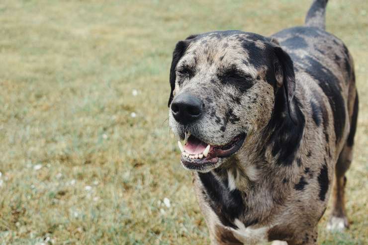 Cane si avventura nella natura