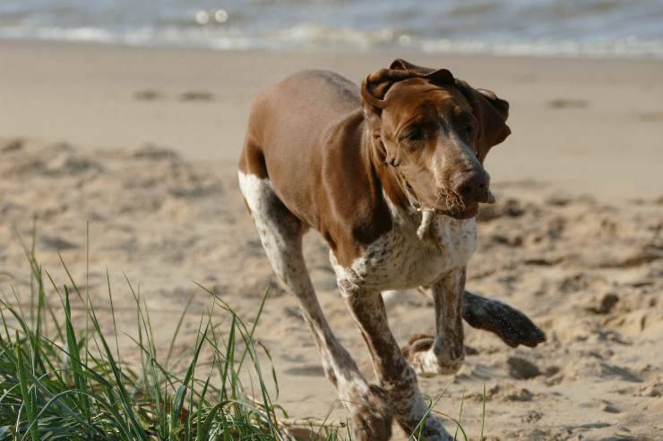 Fido corre sulla spiaggia