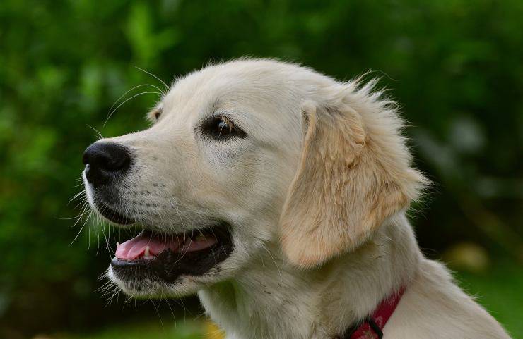 Cane aspetta il padrone