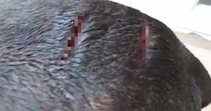cane ferito da un coccodrillo (Sceen Video)