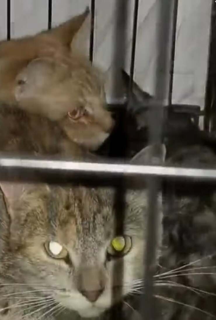 Animali abbandonati nello scantinato : uomo arrestato dalla polizia (Screen Video)