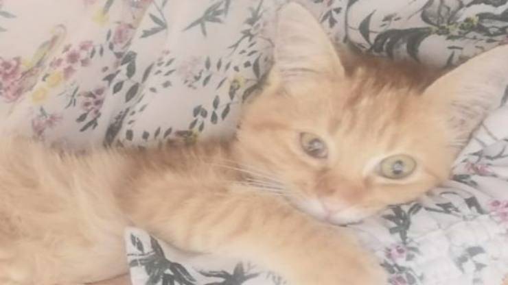 gattina in posa (Foto Instagram)