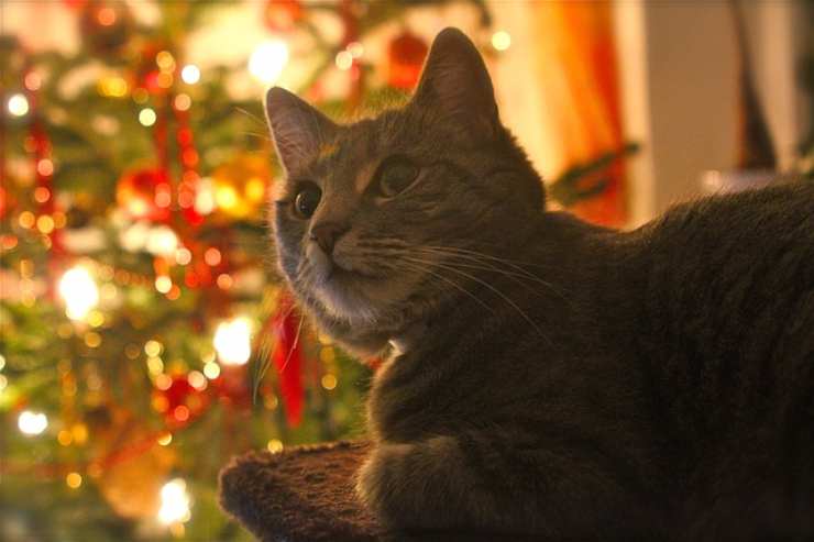 gatto albero natale