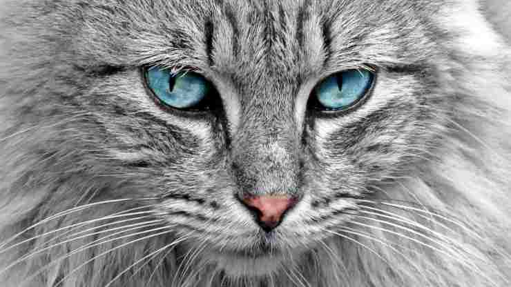gatto dagli occhi azzurri