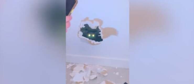 Gatto intrappolato dietro una parete: viene salvato sfondando il muro (Screen Video)