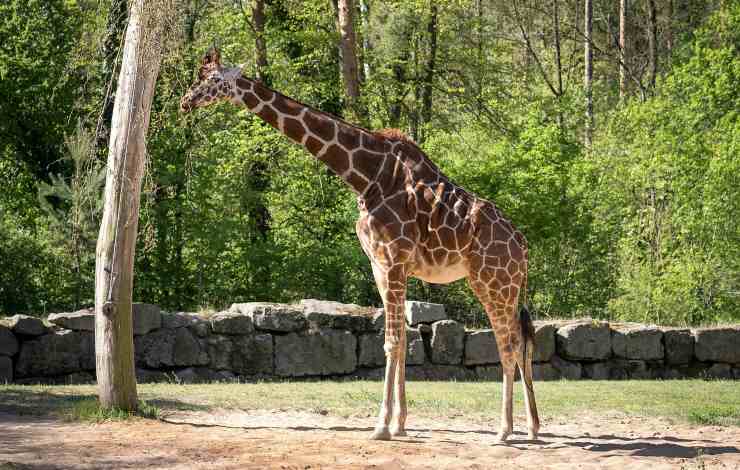 giraffa