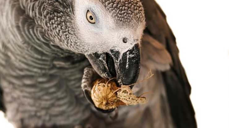 i pappagalli possono mangiare la frutta secca