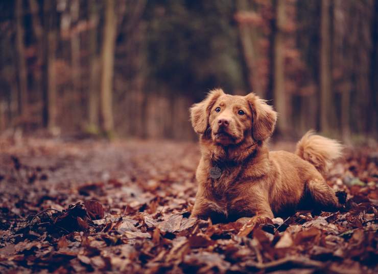 Razze di cani che sembrano animali selvatici