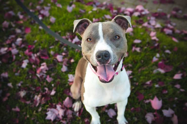 Il cane può mangiare il tartufo