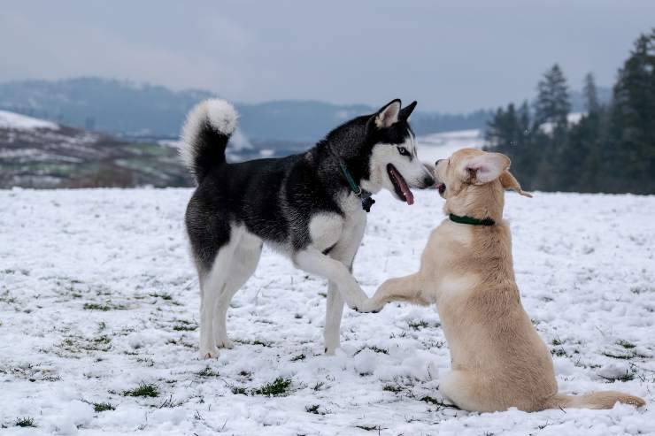 Come evitare l'accoppiamento tra cani