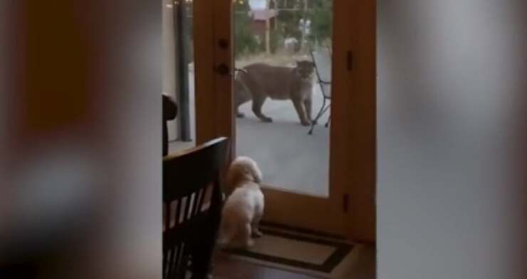 Leone di montagna fissa un piccolo cagnolino ignaro del pericolo ( Screen Video)