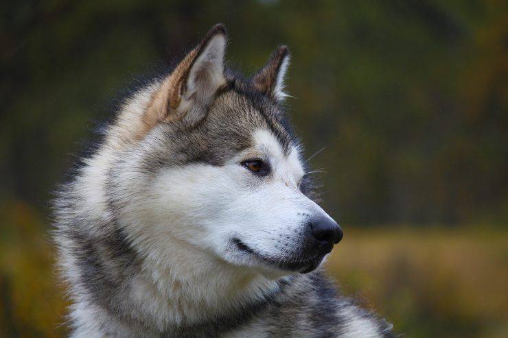 Fido curioso nella natura