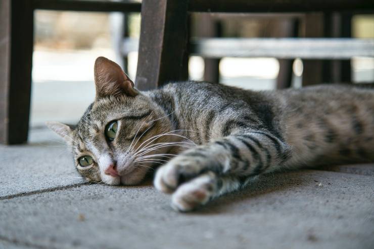 Trauma toracico nel gatto