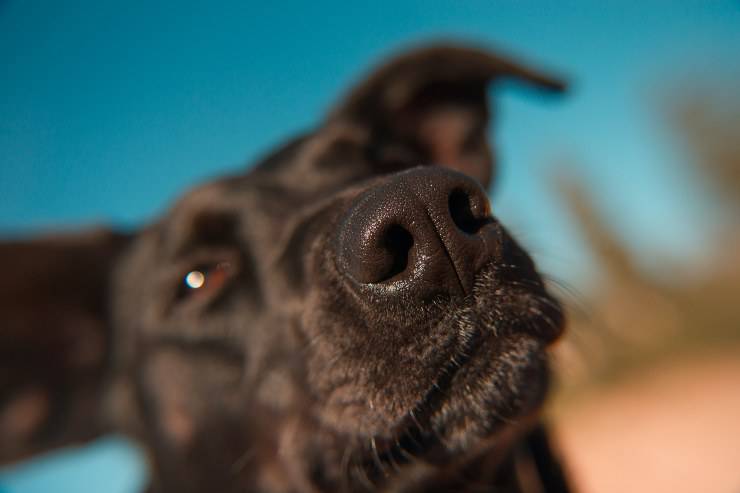 Il cane annusa alcune persone e altre no