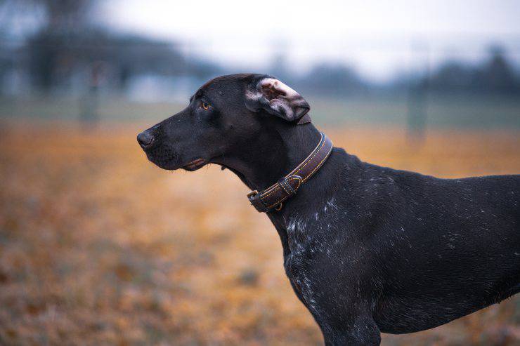 Cani perfetti per vigilare