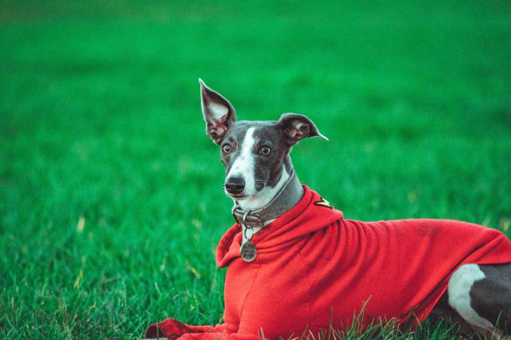 Esemplari canini perfetti per vigilare