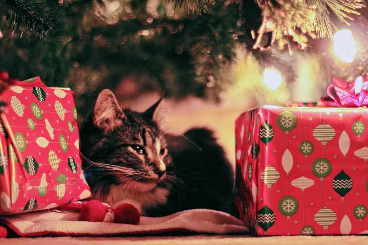 Gli accessori natalizi per i felini