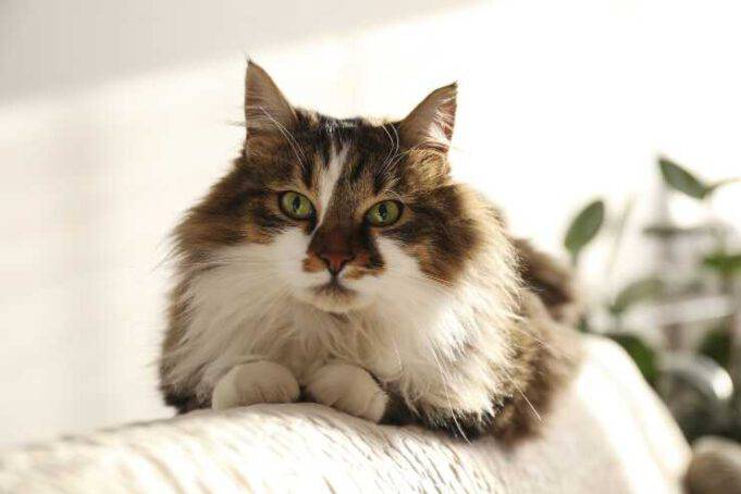 Ragamuffin: prezzo, cuccioli, carattere, curiosità, salute
