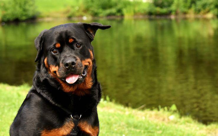 Il cane difende il territorio