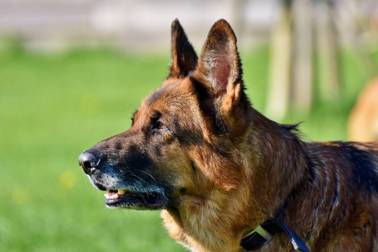 Cane da guardia