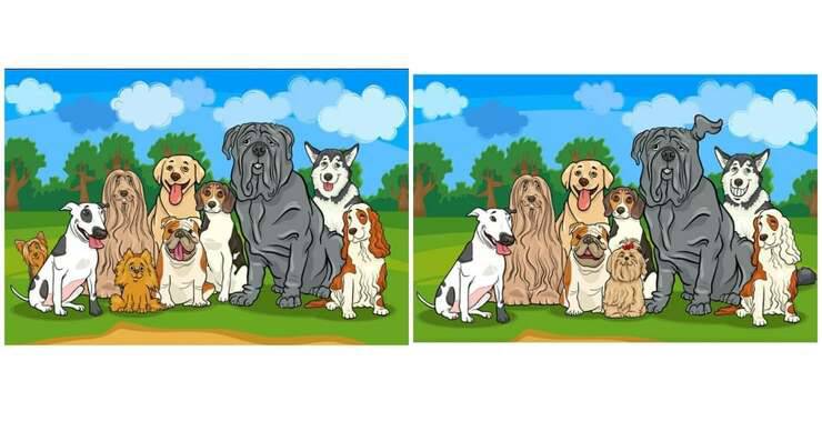 Il test visivo difficilissimo: trova le differenze nelle immagini dei cagnolini