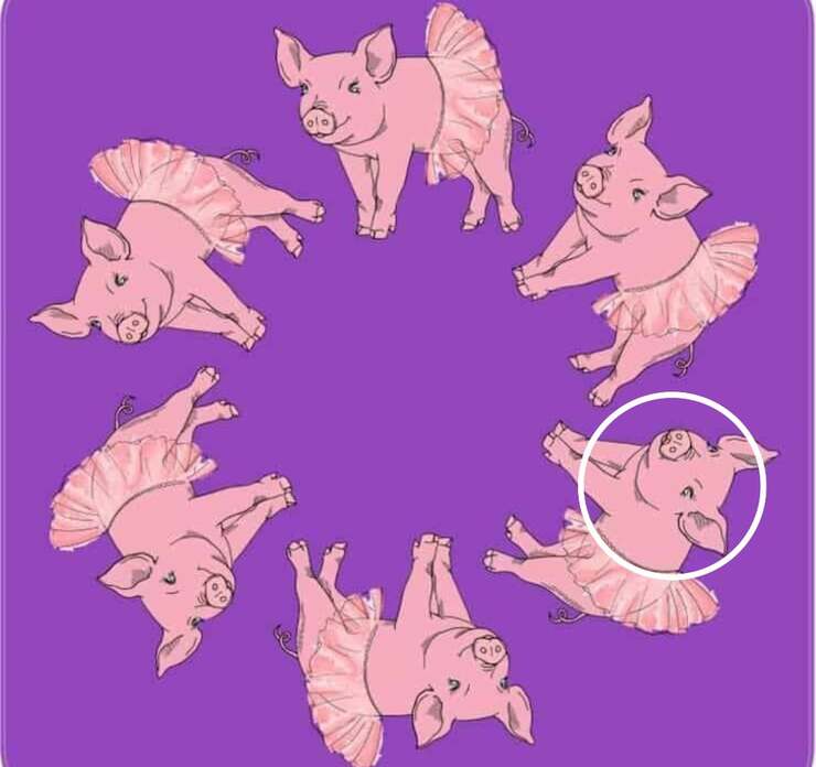 Soluzione del test del maialino diverso