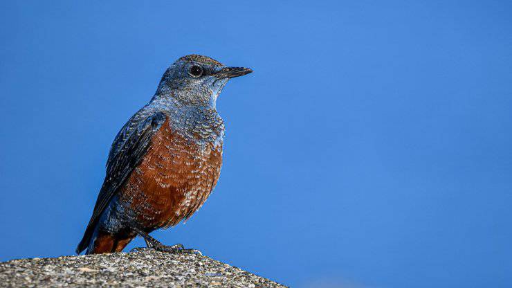 Animali più solitari al mondo