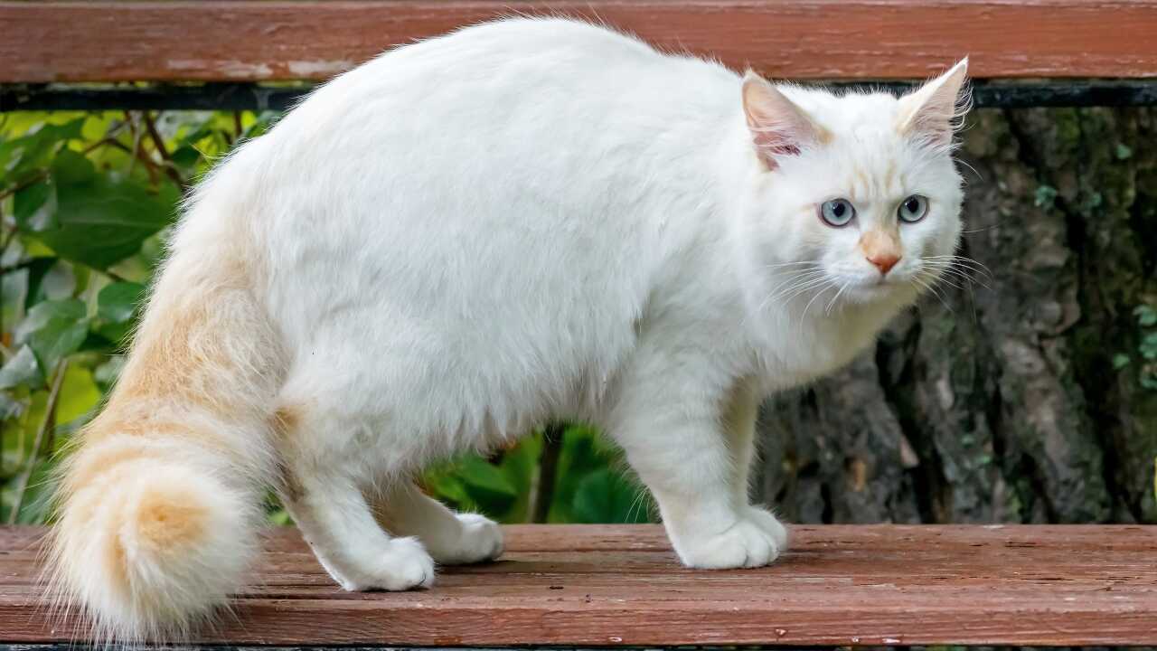 turkish vankedisi