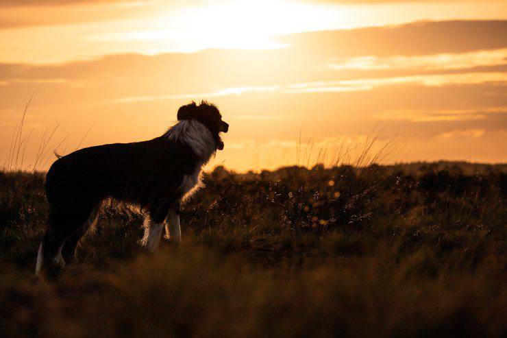 Razze canine somiglianti ad animali selvatici