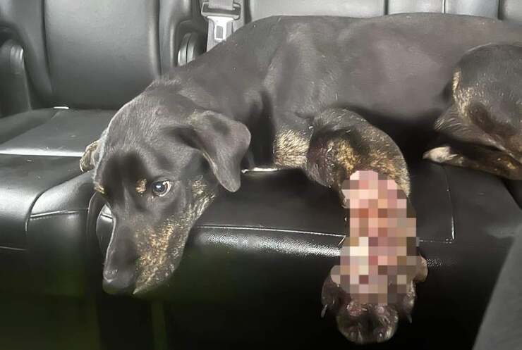 Arrestato per negligenza e crudeltà: la zampa del cane era in cancrena