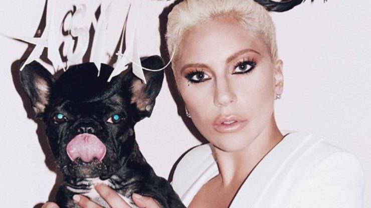 Lady Gaga cani