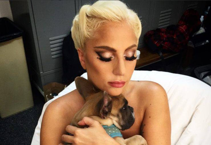 Lady Gaga cani