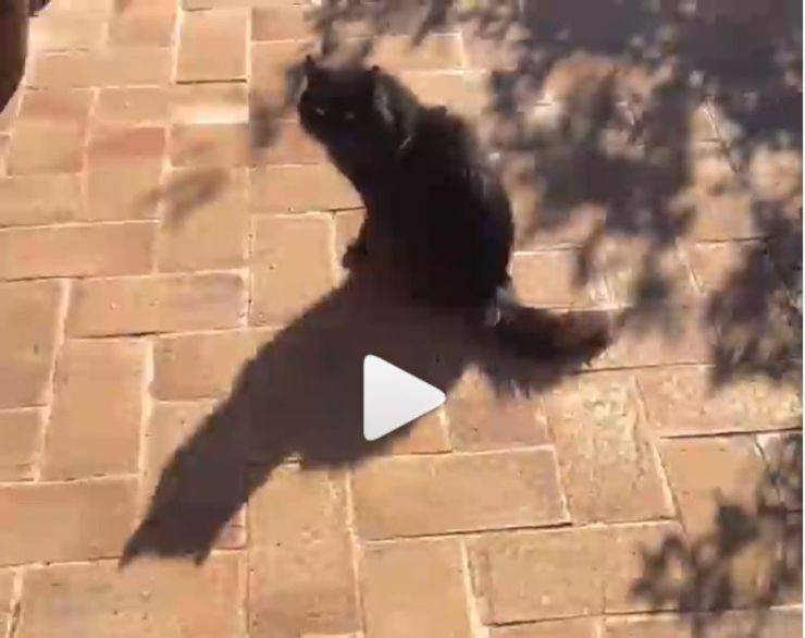 Lilo Petrollo gatta Nerina 