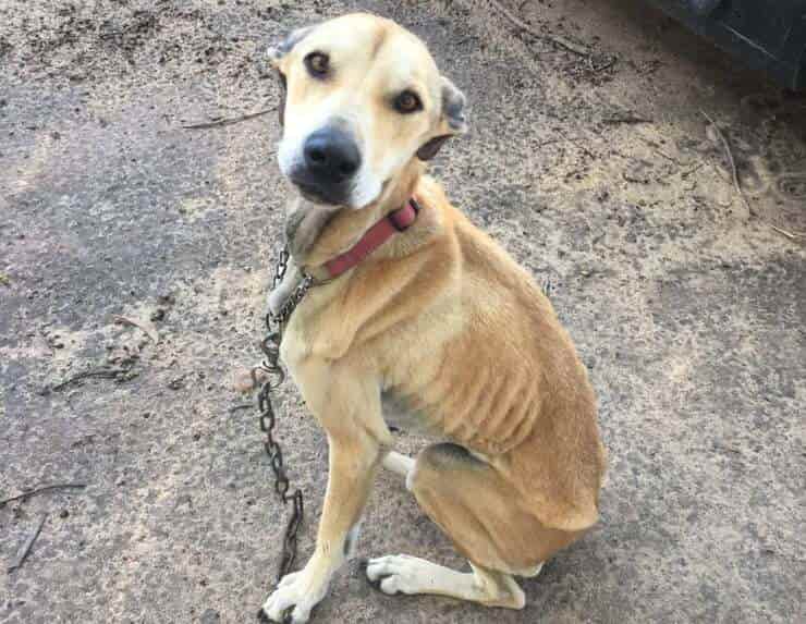 Uno dei cani ritrovato in condizioni deplorevoli maltrattato dalla coppia che ha evitato la prigione (Foto Facebook)