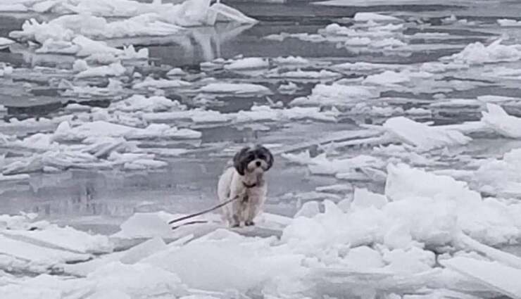 Cane incastrato nel ghiaccio (Foto Facebook)